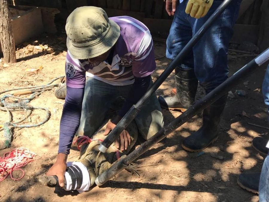 Caimán aguja fue rescatado en el municipio de El Paso - Fundación Hidrobiológica George Dahl