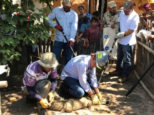 Caimán aguja rescatado municipio El Paso - Fundación Hidrobiológica George Dahl