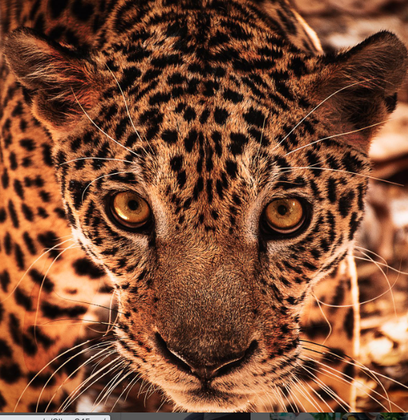 Jaguar (Panthera onca) - Fundación Hidrobiológica George Dahl
