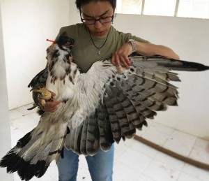 Revisión plumaje águila crestada por parte de expertos de FADA - Fundación - Fundación Hidrobiológica George Dahl
