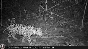 Jaguar (panthera onca - Fundación Hidrobiológica George Dahl