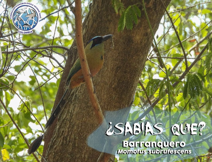 Pájaro Barranquero (Momotus subrufescens) - Fundación Hidrobiológica George Dahl