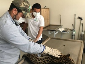 Profesionales del CAVFFS realizando curación al tigrillo herido - Fundación Hidrobiológica George Dahl