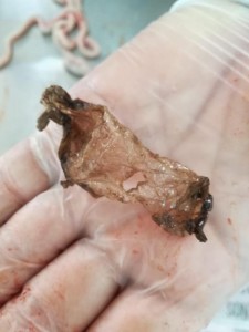 Fragmento de plástico encontrado en el intestino del animal - Fundación Hidrobiológica George Dahl